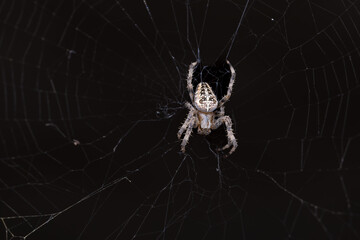 European cross spider in its web in front of a black background