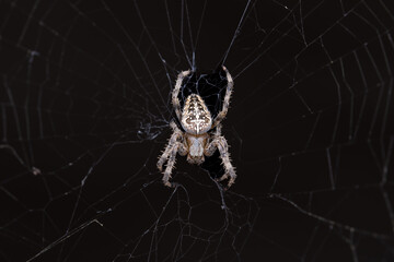 European cross spider in its web in front of a black background