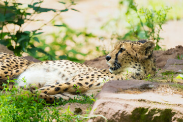 Closeup of a cheetah resting on a rock