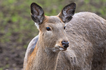 Closeup portrait of a Dybowski's deer