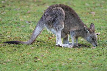 Closeup of an Eastern grey kangaroo