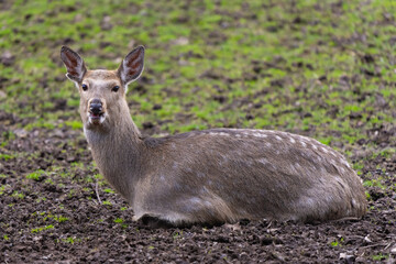 Dybowski's deer resting on the ground