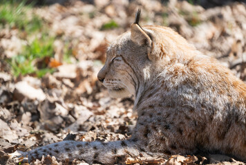 Closeup of a eurasian lynx