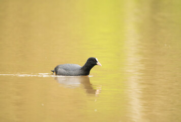 Eurasian coot on a lake