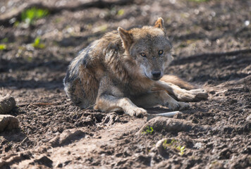 Naklejka na ściany i meble Closeup of a European wolf laying on the ground