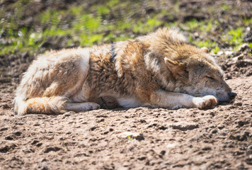 Closeup of a European wolf laying on the ground