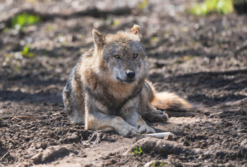 Closeup of a European wolf laying on the ground