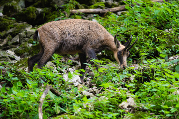 Naklejka premium European chamois in the alps