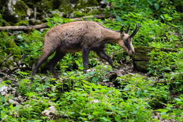European chamois in the alps