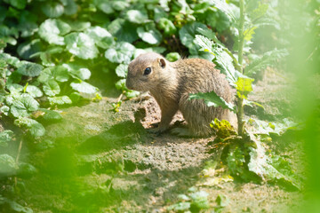 Closeup of a European ground squirrel looking for food between plants