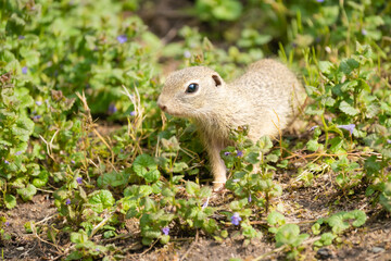 Naklejka na ściany i meble Closeup of a European ground squirrel looking for food between plants