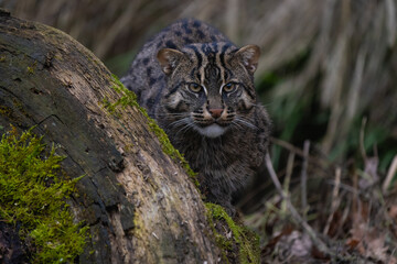 Naklejka na ściany i meble Fishing cat hiding behind a log