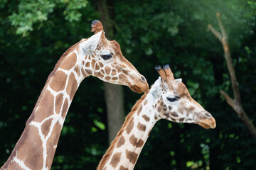 Closeup of two giraffes