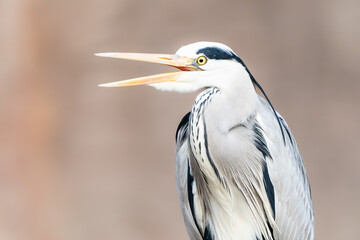 Closeup of a grey heron