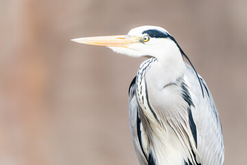 Closeup of a grey heron