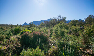 Fototapeta na wymiar Landscape of Flinders Range