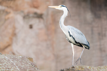 Closeup of a grey heron