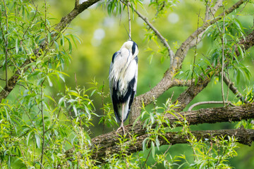 Closeup of a grey heron