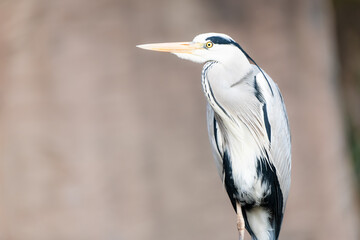 Closeup of a grey heron