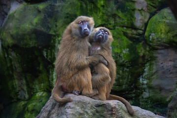 Guinea baboons grooming each other