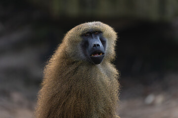 Closeup portrait of a guinea baboon