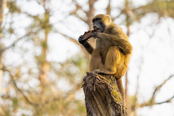 Guinea baboon on an old tree eating part of its bark