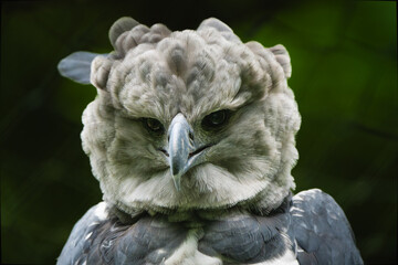 Closeup portrait of a Harpy eagle