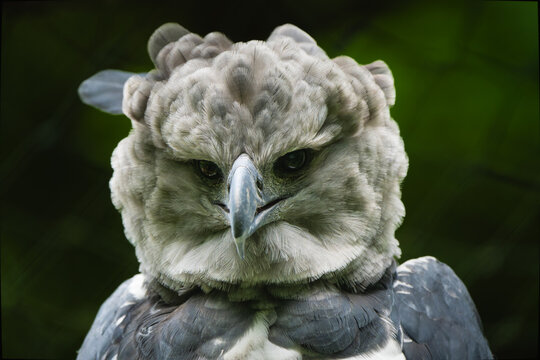 Closeup portrait of a Harpy eagle