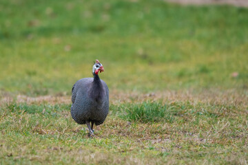 Closeup of a guinea fowl on the ground