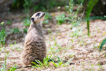 A meerkat sitting on the ground looking for predators in the sky