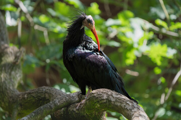 Closeup of a northern bald ibis