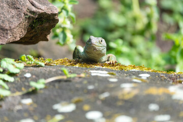 Closeup of a European ocellated lizard on a rock