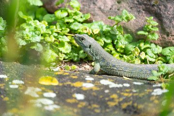 Closeup of a European ocellated lizard on a rock