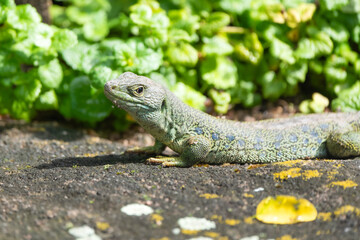 Closeup of a European ocellated lizard on a rock