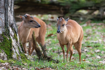 A pair of Red Forest Duikers feeding