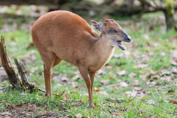 Red Forest Duiker yawning