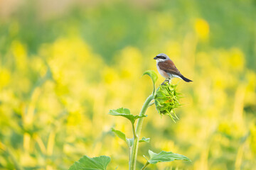 Red-backed Shrike in a sunflower field
