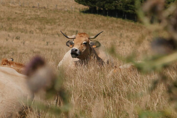 Aubrac cows in the countryside of Lozere surrounded by nature in the south of France, High quality...