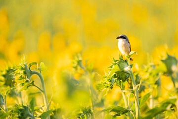 Red-backed Shrike in a sunflower field