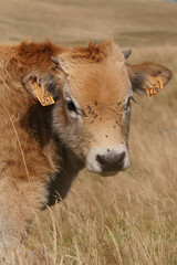 Aubrac cows in the countryside of Lozere surrounded by nature in the south of France, High quality...