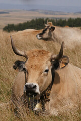 Aubrac cows in the countryside of Lozere surrounded by nature in the south of France, High quality photo