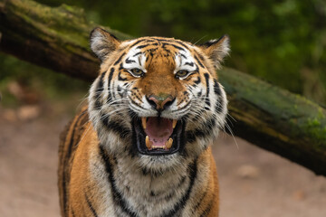 Closeup portrait of a Siberian Tiger roaring