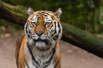 Fototapeta na wymiar Closeup portrait of a Siberian Tiger