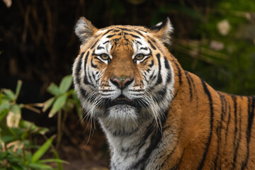 Closeup portrait of a Siberian Tiger