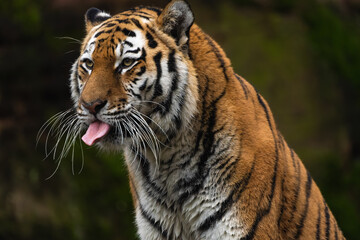 Fototapeta na wymiar Closeup portrait of a Siberian Tiger flicking its tongue