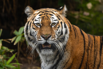 Obraz premium Closeup portrait of a Siberian Tiger showing its bottom teeth
