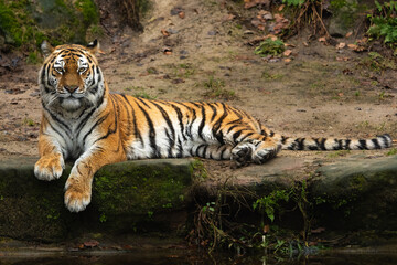 Naklejka na ściany i meble Siberian Tiger laying down
