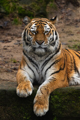 Closeup portrait of a Siberian Tiger laying down