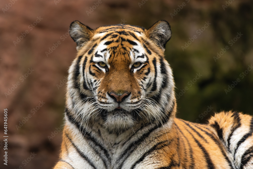 Wall mural Closeup portrait of a Siberian Tiger