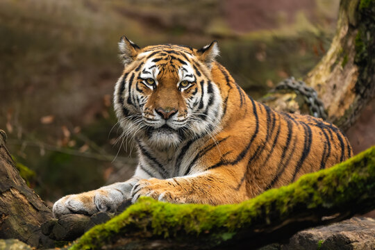 Siberian Tiger laying down